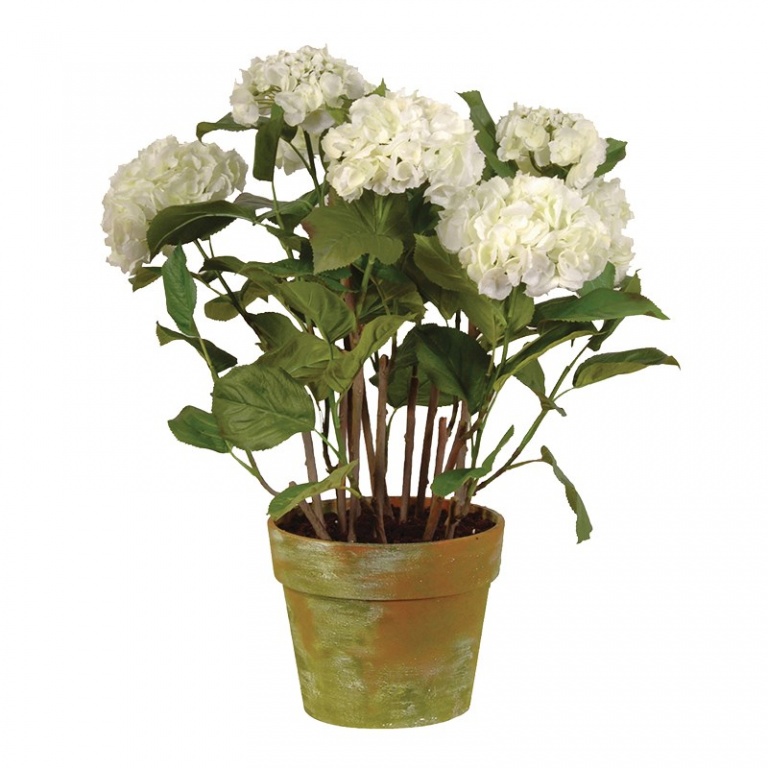 Hydrangea Plants UK