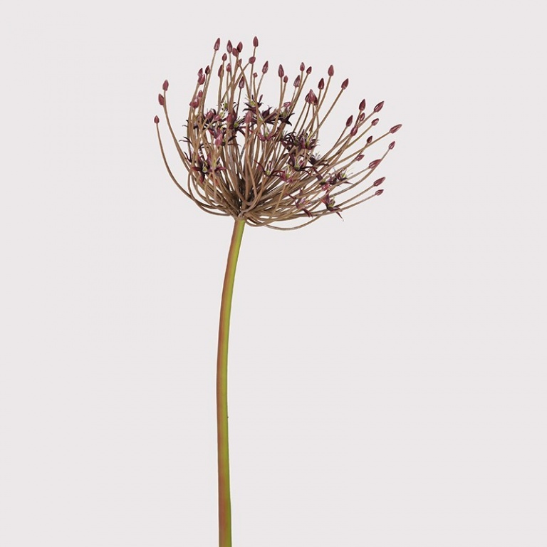Spider Allium UK