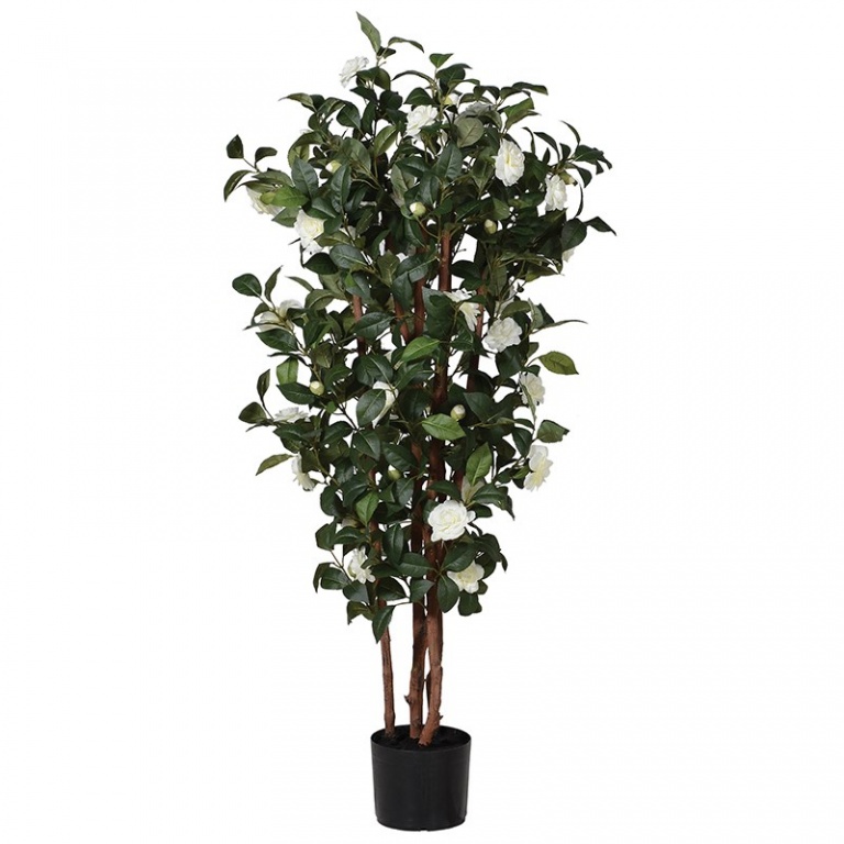 Camelia Tree UK