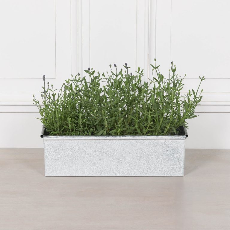 Planter (Copy) UK