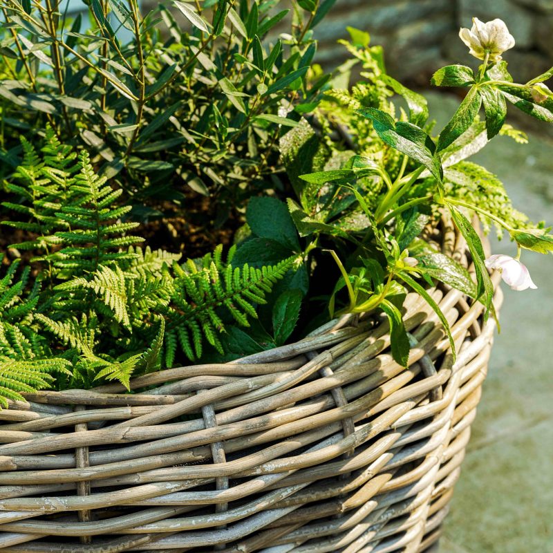 Set Of Three Grey Rattan Planters by Garden Trading Garden Trading UK