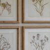 Set Of Six Botanical Framed Prints Framed Prints UK